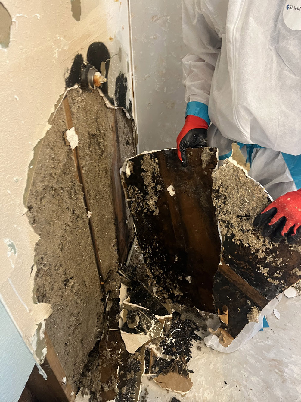 Mold Removal Cleanup Company in Safford, AZ - Disaster Masters Restoration