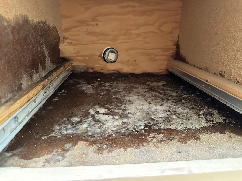 Mold Removal Cleanup Company in Safford, AZ - Disaster Masters Restoration
